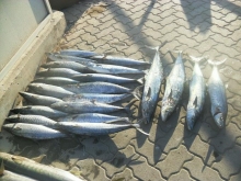 fishing in Abu dhabi