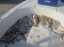 fishing in Abu dhabi