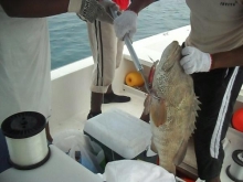 fishing in Abu dhabi