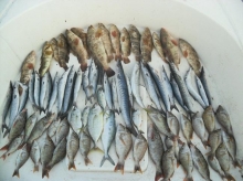 fishing in Abu dhabi