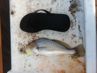 fishing ne florida talk