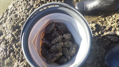 collected mussels