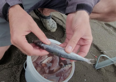 brined pilchard and squid