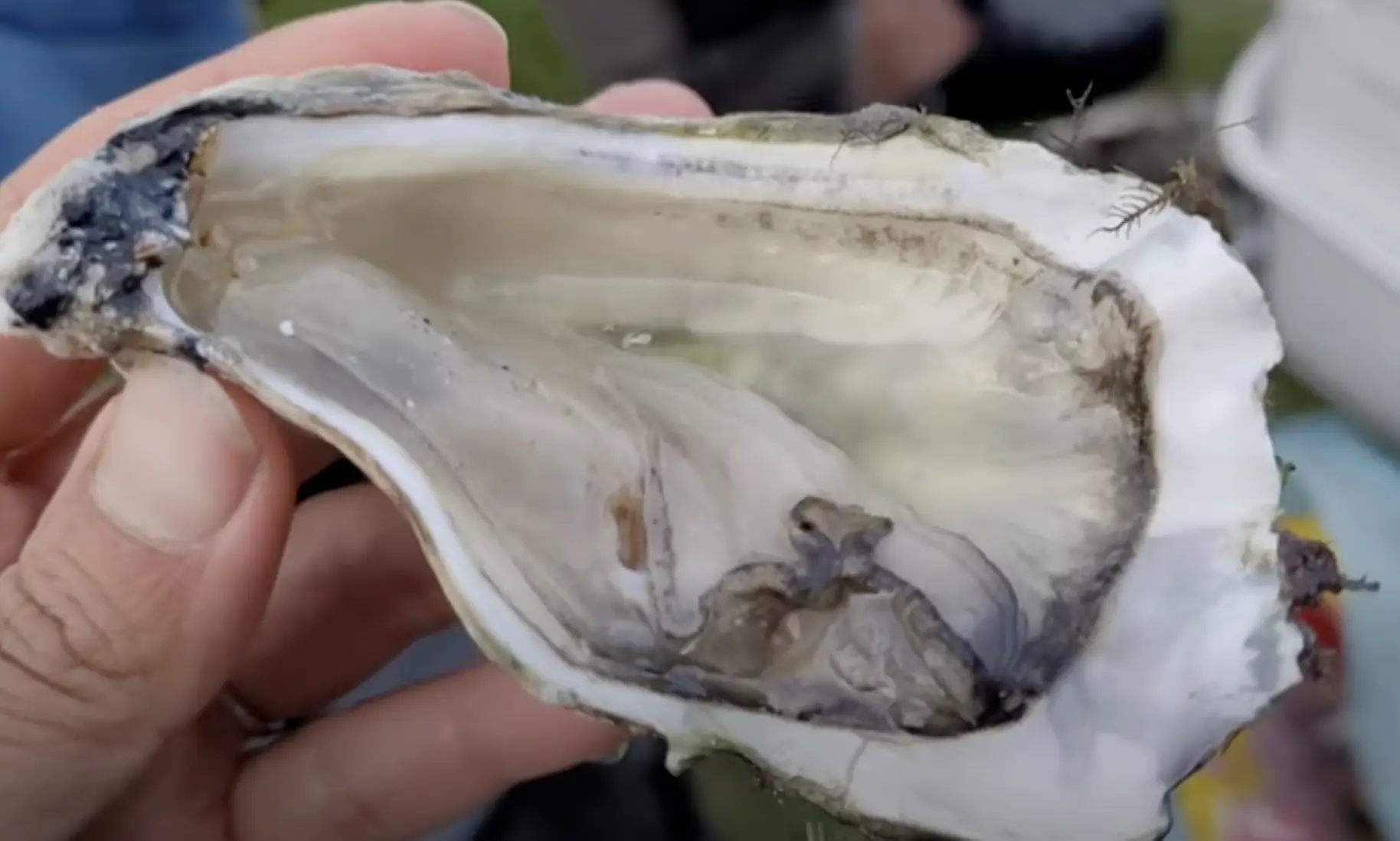 closup of a mangrove oyster