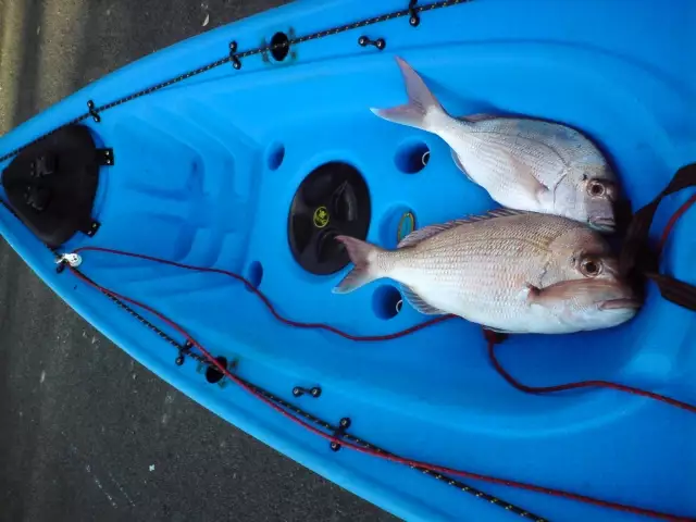 Two snapper in a blue Kayak