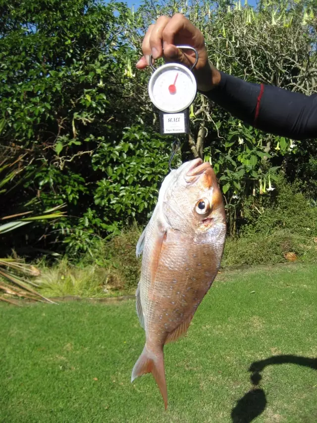 weighing a fish