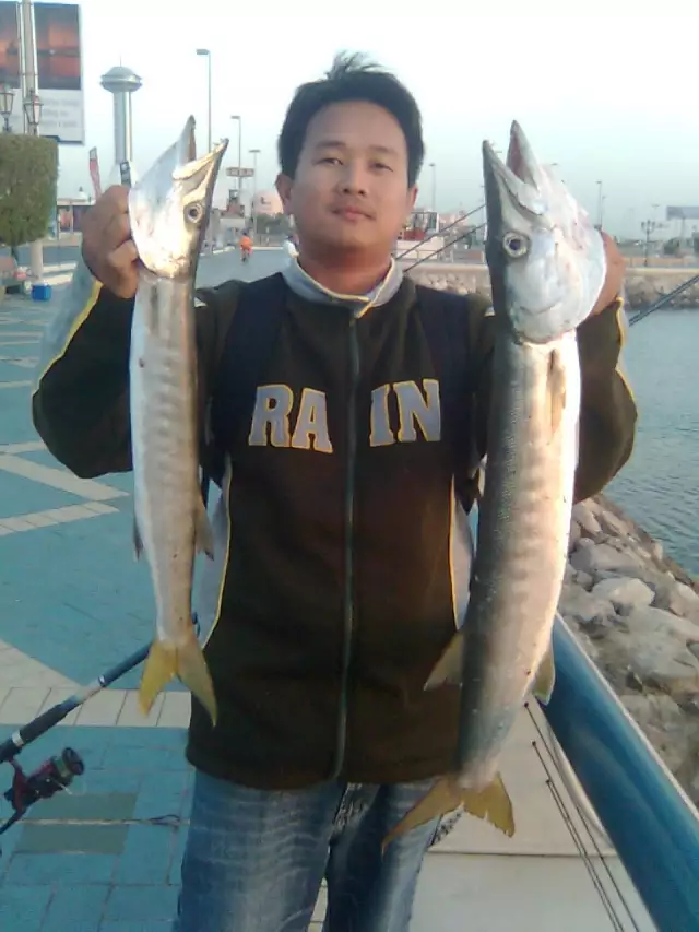 barracuda fishing