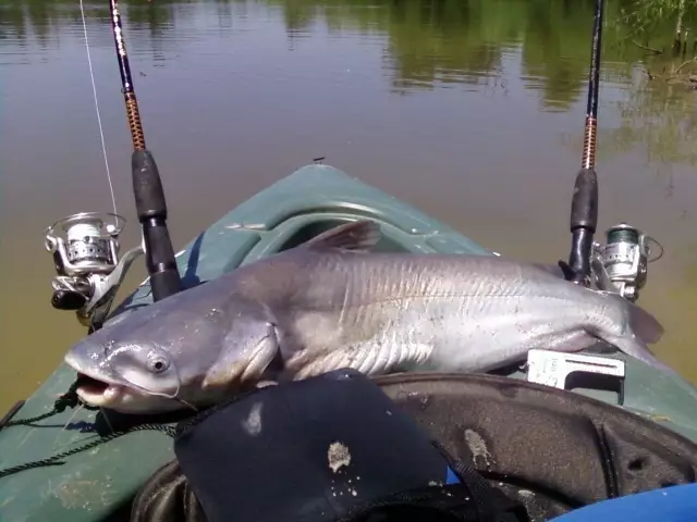 Catfish 7lbs