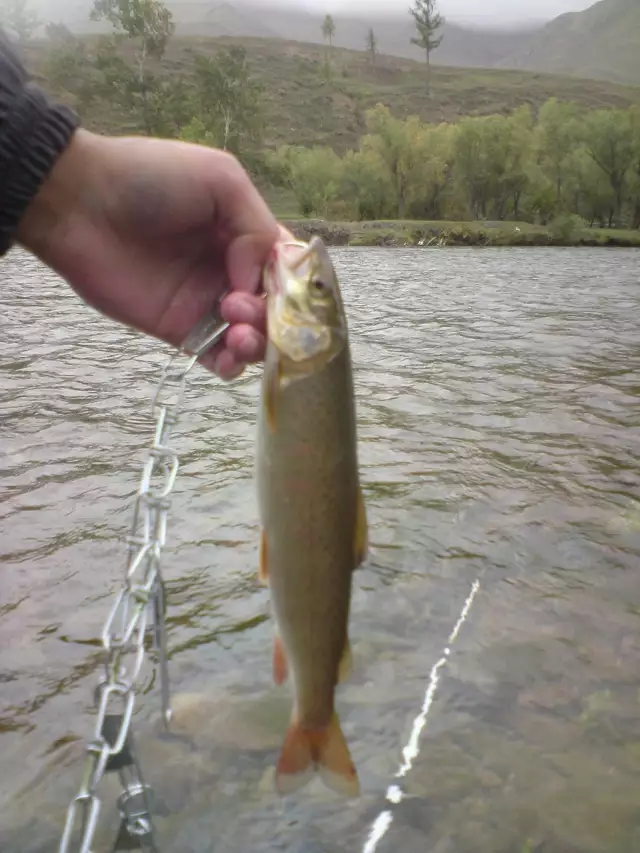 a lenok trout caught yesterday