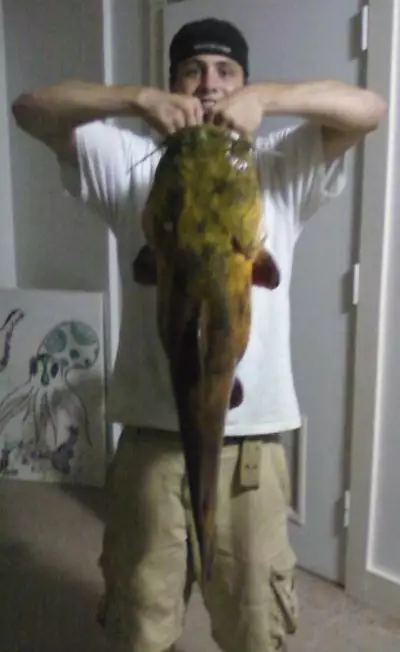 23 lb flathead (36 1/2 inches)