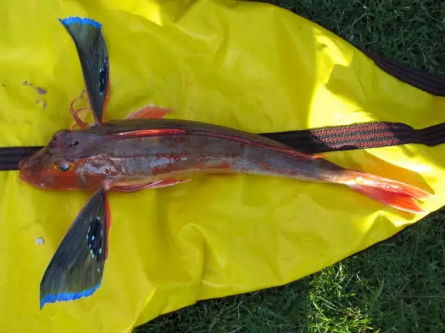 New Zealand Gurnard