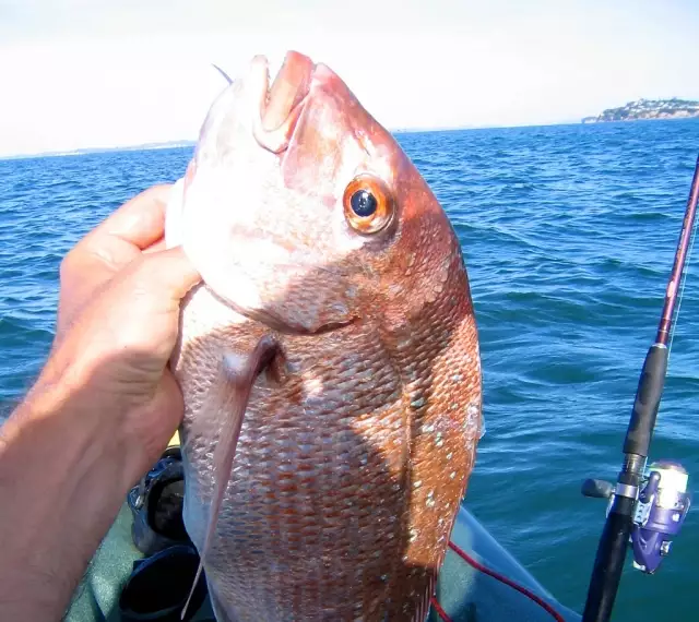 Kayak fishing for Snapper in Auckland Harbour, NZ
