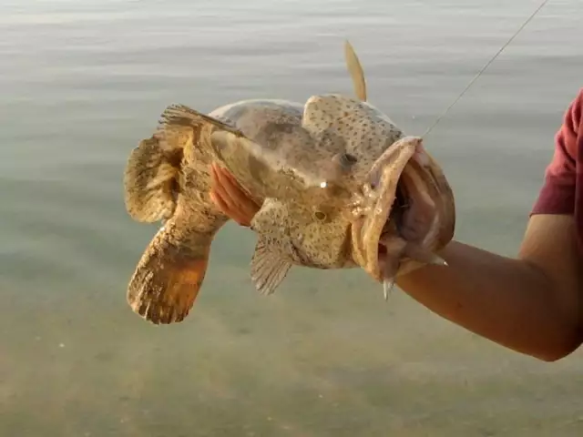 hamour eating fish