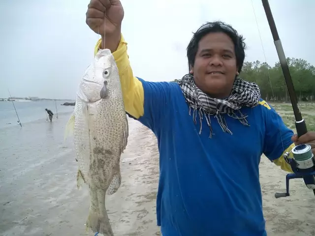 Seabream