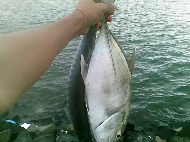 cuda and trevally @ JEDDAH PORT
