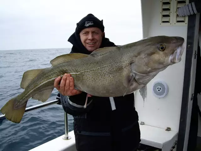 Nice Cod