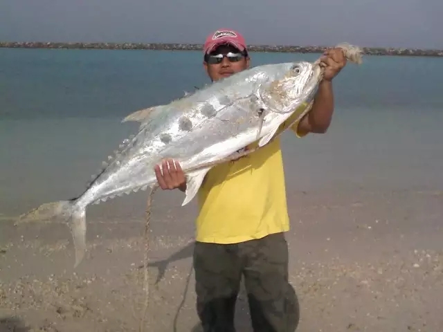abu dhabi fishing (queenfish)