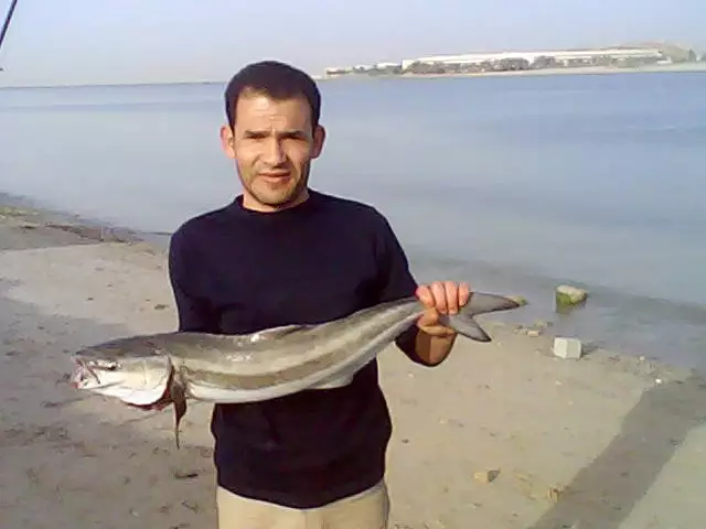 Cobia in Abu dhabi