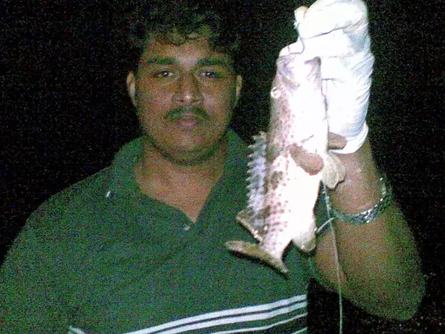 Hamour from RAK