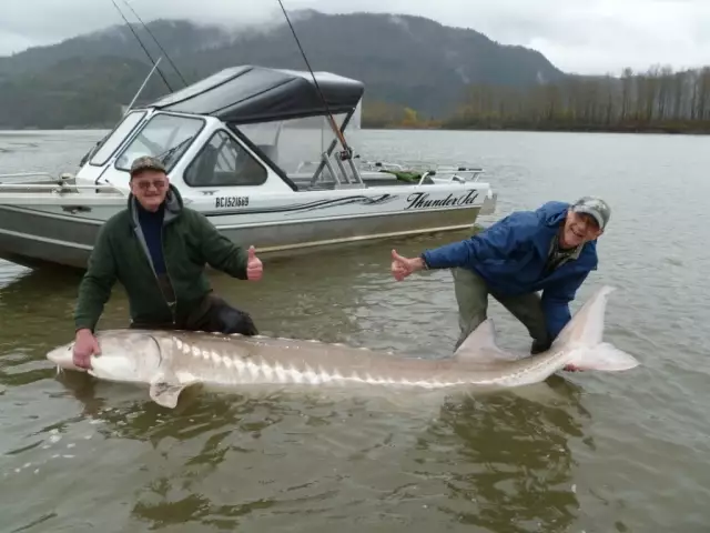 White Sturgeon