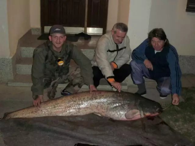 Catfish 57kg River Sava Bosnia Šamac