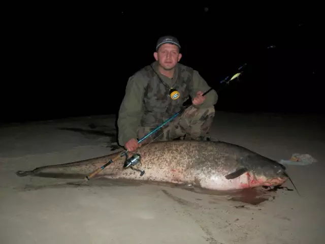 Catfish 57kg River Sava Bosnia Šamac