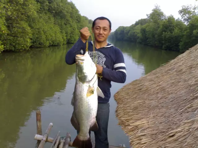 Indonesian Baramundi