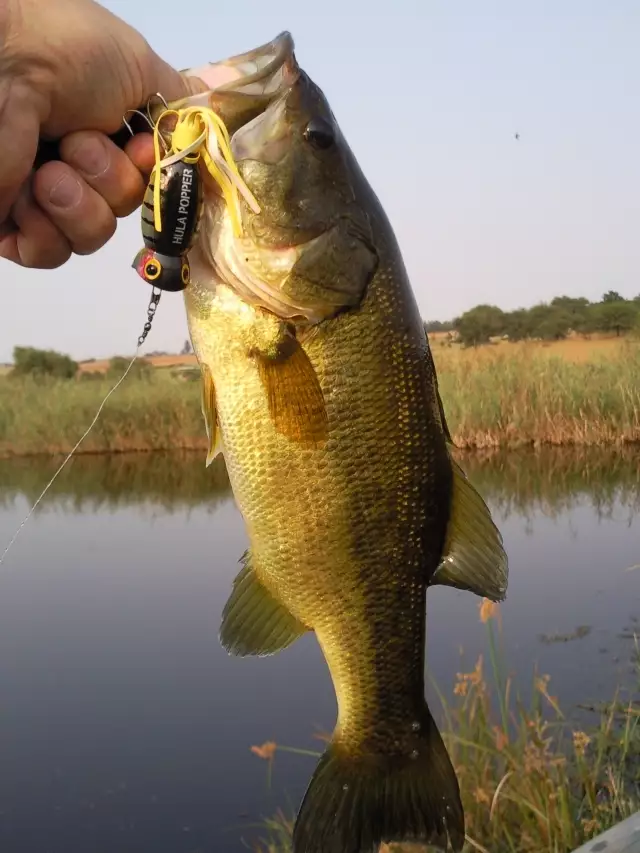 Largemouth Bass