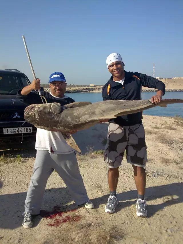 Cobia caught at Gantoot AbuDhabi boarder