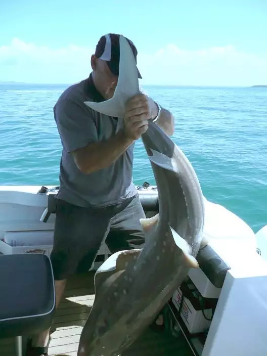 30 minute fight and release goat island QLD