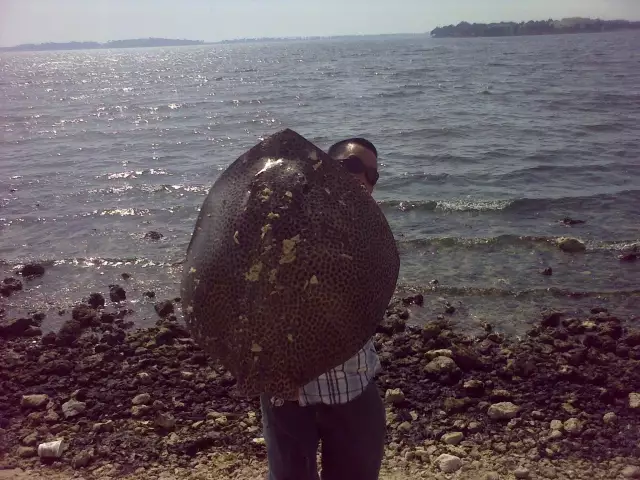 the stingray 22 kg