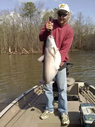 blue catfish