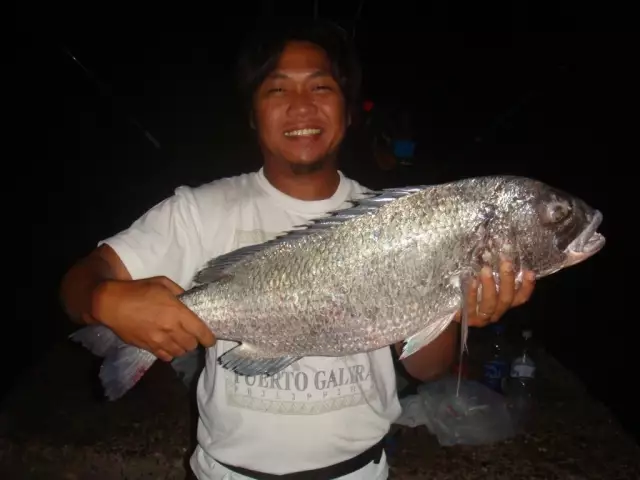 Seabream Midnight Snack