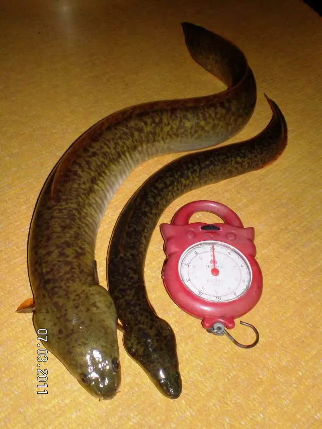 Fresh water Eel (Burirawan)