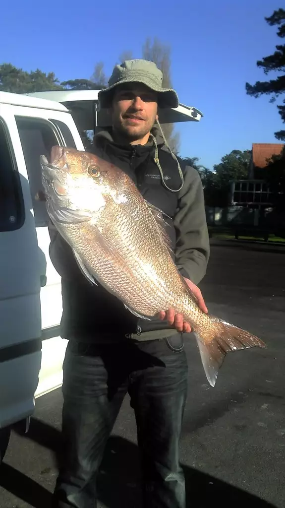 nice little winter snapper , Auckland New Zealand