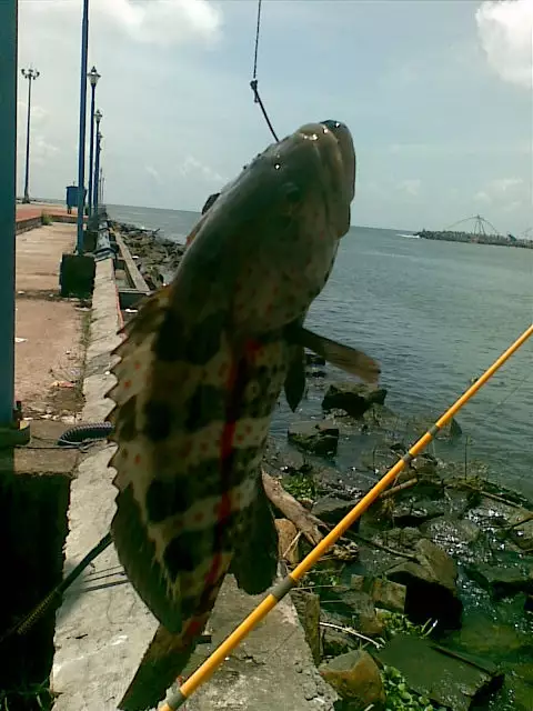 Hamoor Catch at Munampam Kerala