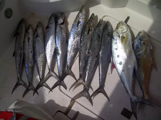 jigging day for kingfish and queenfish in dubai