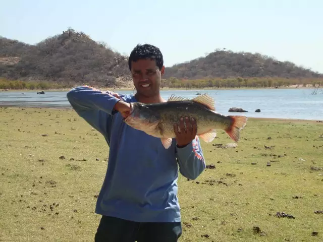 3 Kg Bass