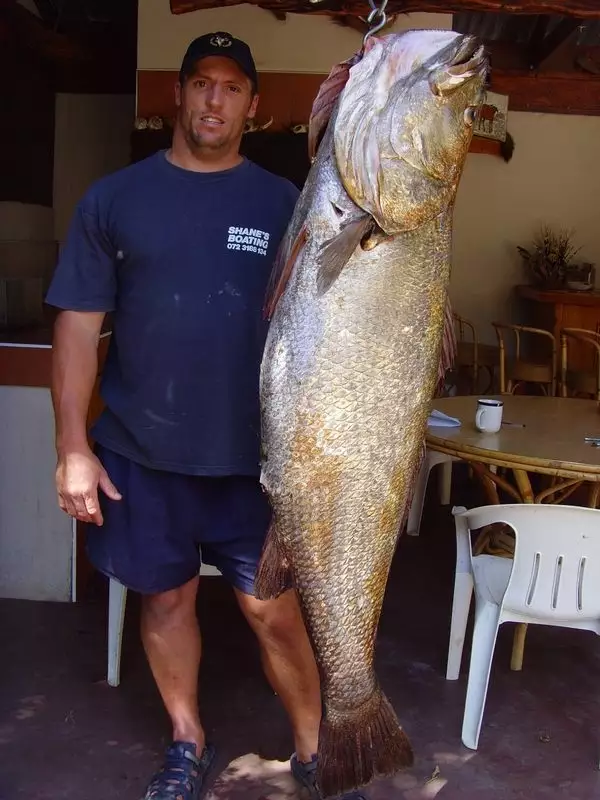 Huge kob in Bushmansriver