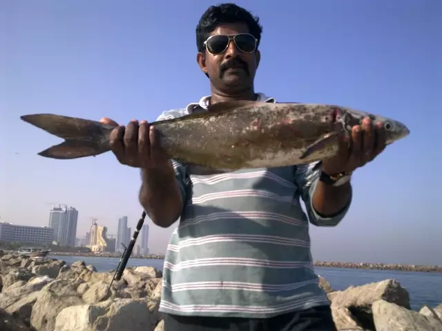 Cobia - 7 Kg