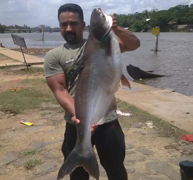 catfish,aluva,kerala