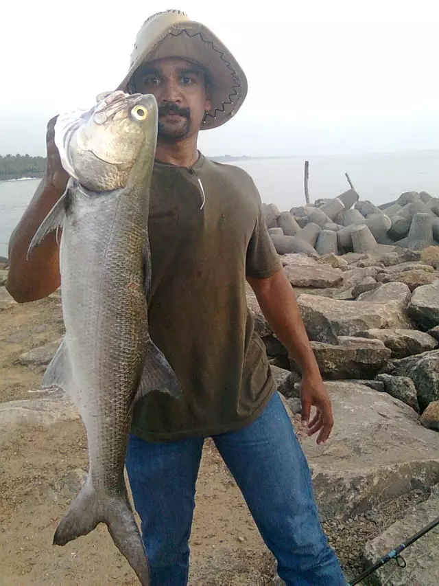 Threadfin Salmon,Cochin, India