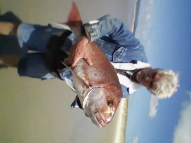 NZ Snapper