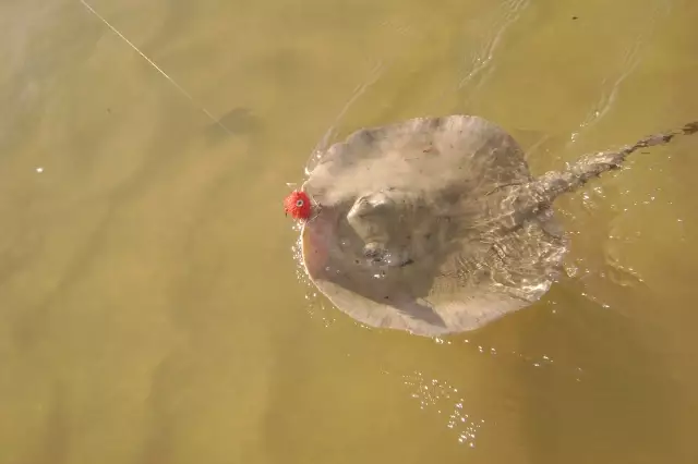 Fresh water sting ray on a fly!