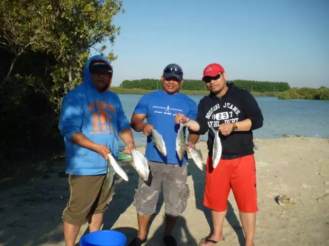 milk fish