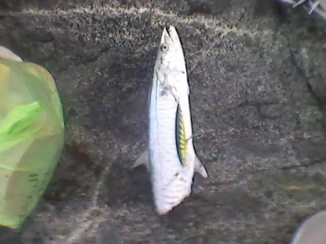 kingfish from dubai - Rapala FT