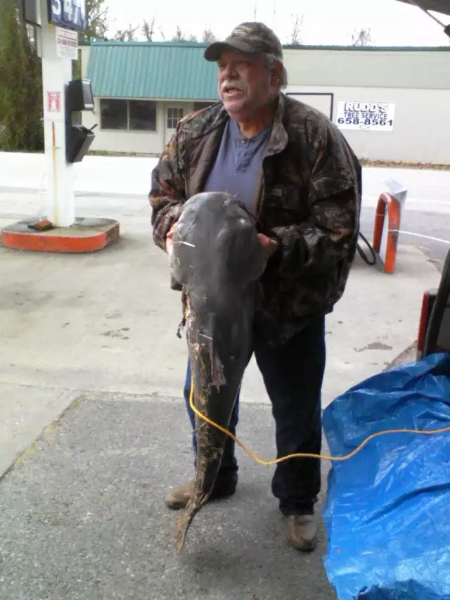 Big Bluecat