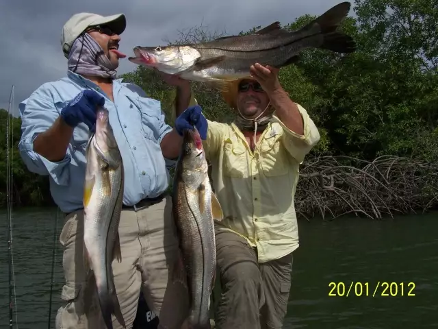 snook fever