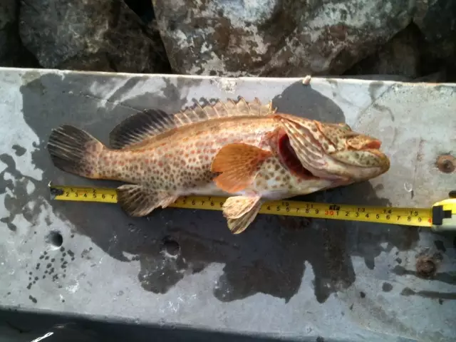 Hammour 36cm