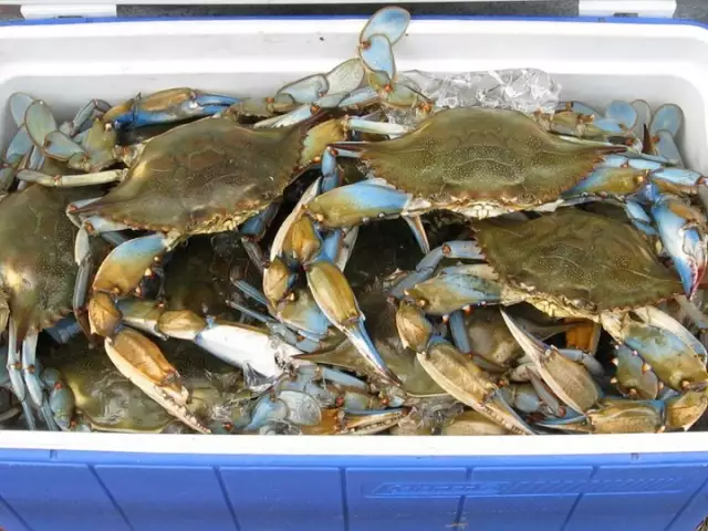 bluepoint crabs